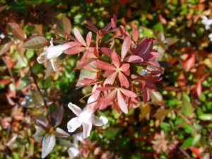 Autunno 2010
