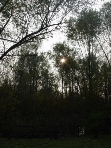 Bosco del pettirosso